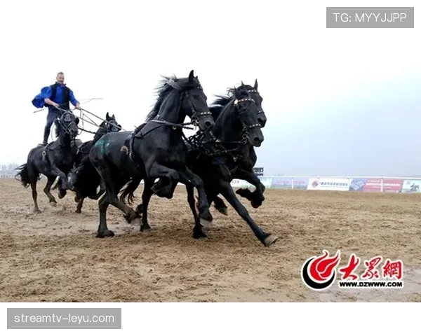 布基纳法索骏马：传统马术在现代文化浪潮中的独特演进之路